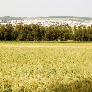 Pour une plateforme de production agricole dans le nord-ouest de la Tunisie