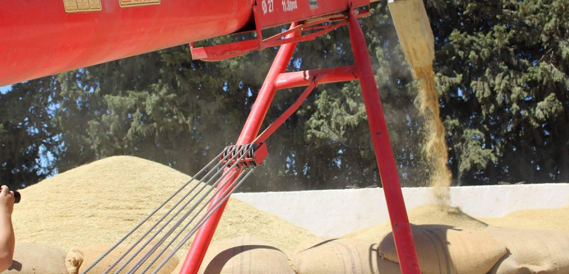 La Tunisie va produire cette saison 5 à 6% de ses besoins en céréales