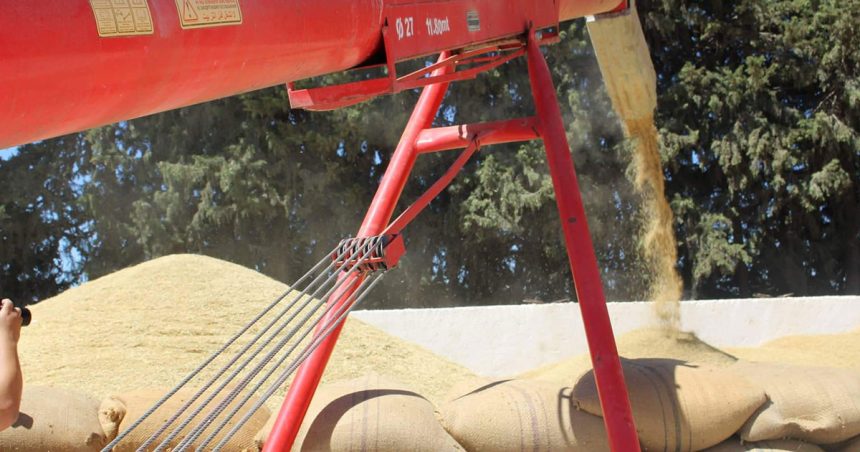 La Tunisie va produire cette saison 5 à 6% de ses besoins en céréales