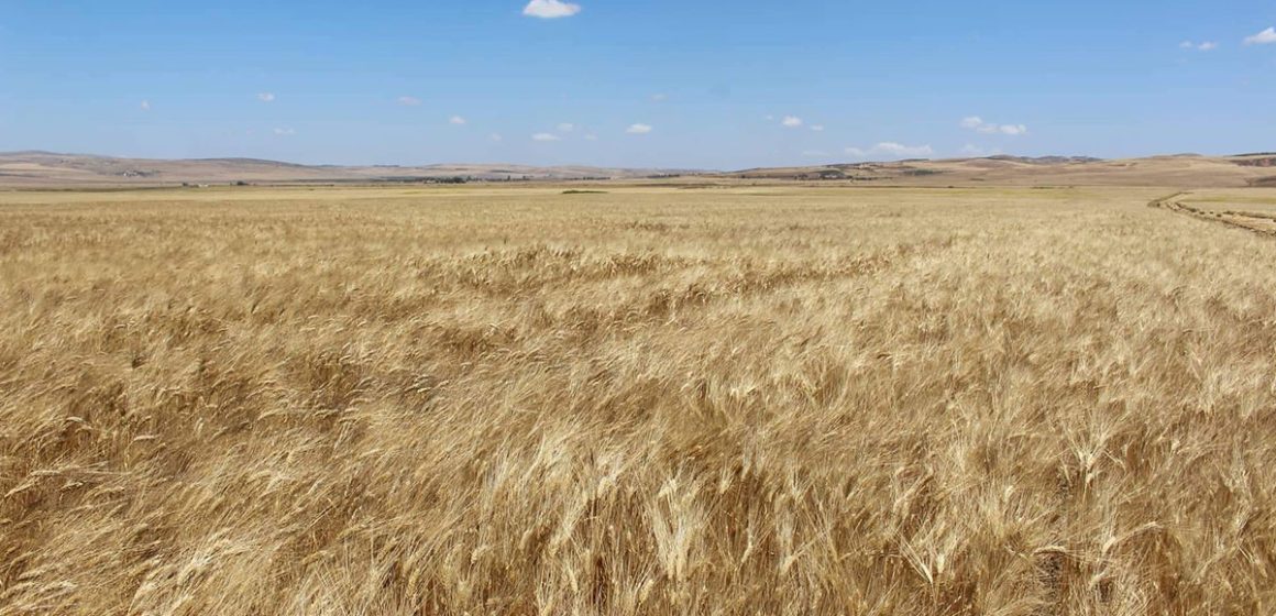 La Tunisie importera 250.000 tonnes de blé de France, selon l’association Interceréales France