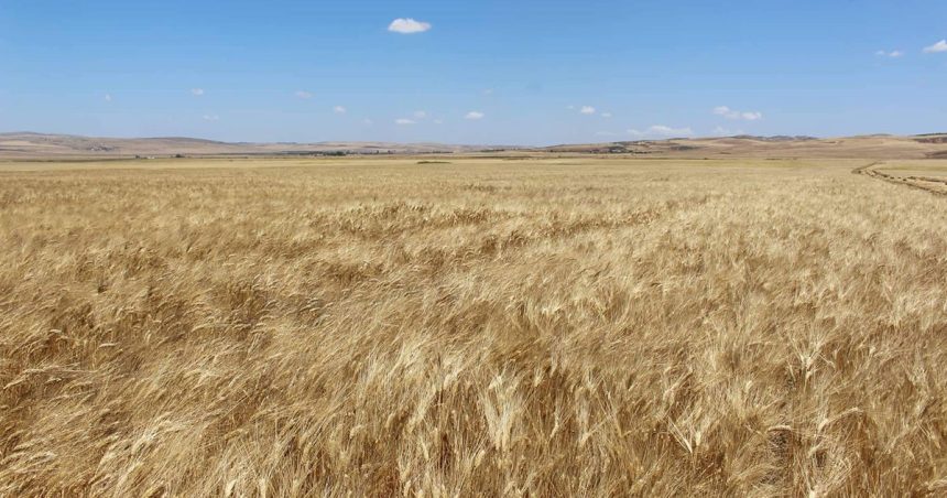 La Tunisie importera 250.000 tonnes de blé de France, selon l’association Interceréales France