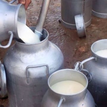 Tunisie : les éleveurs exigent une hausse des prix du lait à la production  