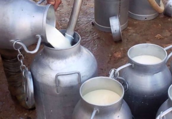 Tunisie : Les éleveurs dénoncent l’importation de lait en poudre