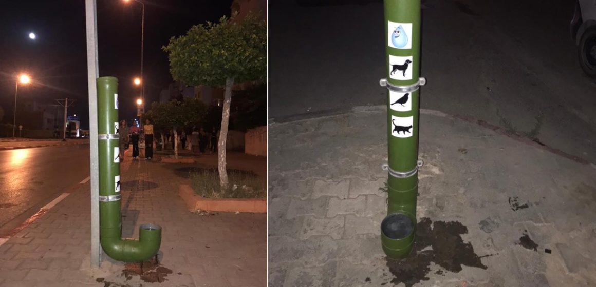 Tunisie : Des distributeurs d’eau pour les chats et les chiens errants installés dans les rues d’El-Mourouj
