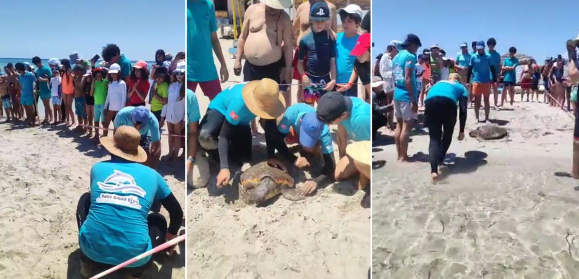 Tunisie-Île de Kuriat : Remise à la mer de «Salem», la tortue marine sauvée par un marin-pêcheur (Vidéo)