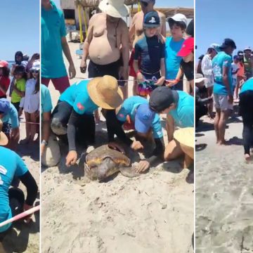 Tunisie-Île de Kuriat : Remise à la mer de «Salem», la tortue marine sauvée par un marin-pêcheur (Vidéo)
