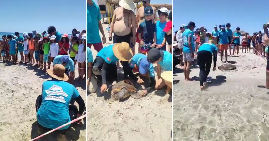 Tunisie-Île de Kuriat : Remise à la mer de «Salem», la tortue marine sauvée par un marin-pêcheur (Vidéo)