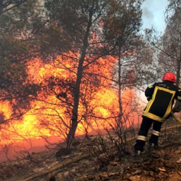 Tunisie : seuls 4% des incendies de forêt ont des causes naturelles
