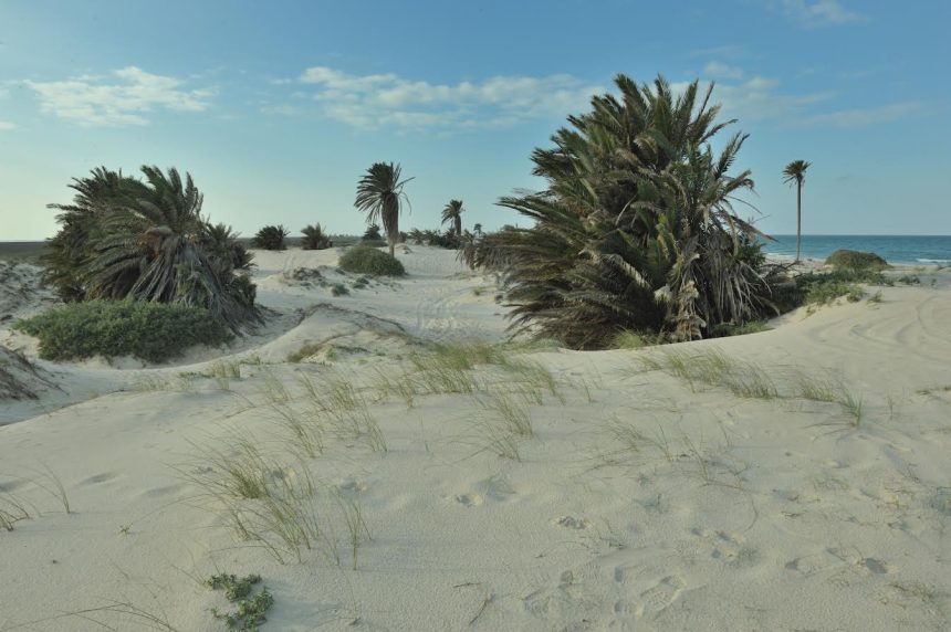 Le site de Ras R’mal à Djerba, théâtre de tous les outrages