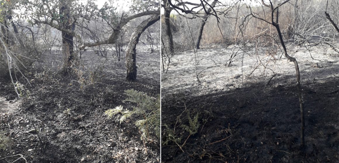 Bizerte : Un incendie ravage 3 hectares de forêt à Cap Serrat