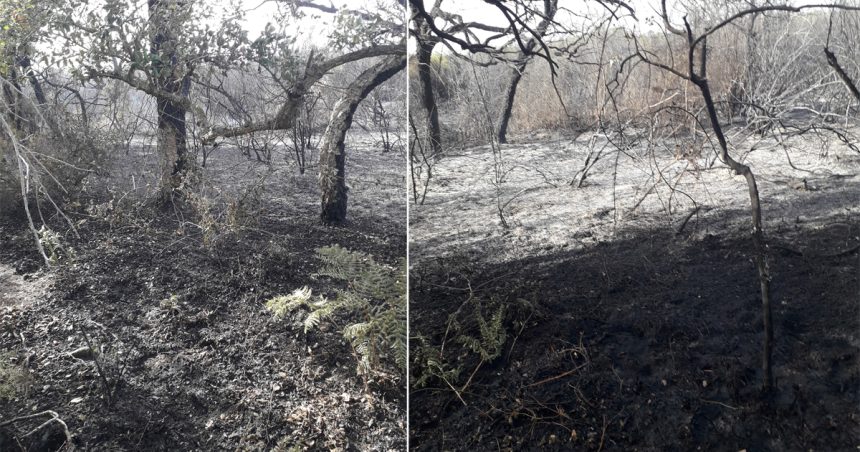 Bizerte : Un incendie ravage 3 hectares de forêt à Cap Serrat