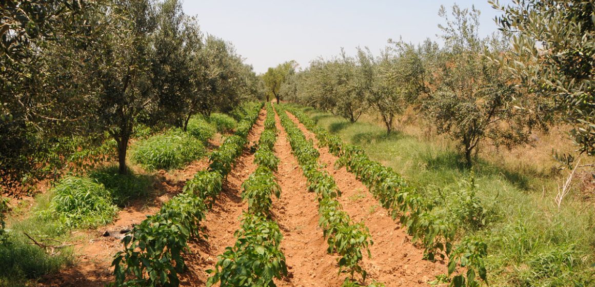 Tunisie : pour une agriculture adaptée au changement climatique