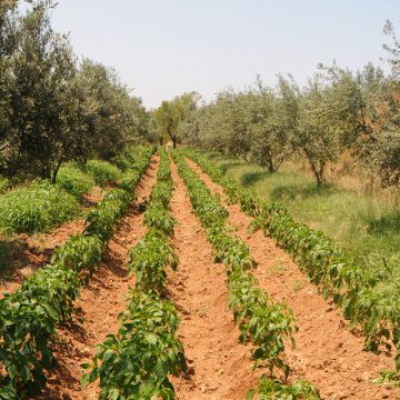 Tunisie : pour une agriculture adaptée au changement climatique