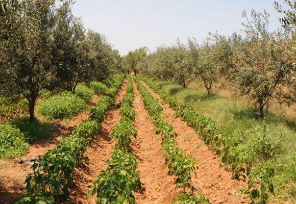 Girnad 2023 : L’agriculture entre changements climatiques et difficultés économiques