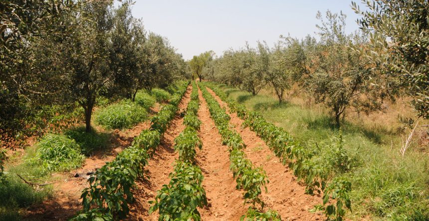 Détérioration des systèmes agricoles dans toutes les régions tunisiennes