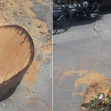 La mairie de Sousse saisit la justice après l’abattage illégal d’un arbre par des inconnus