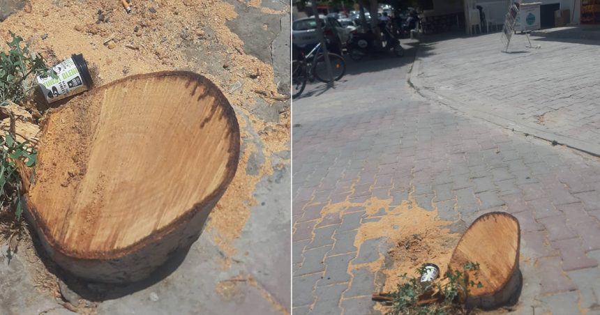 La mairie de Sousse saisit la justice après l’abattage illégal d’un arbre par des inconnus