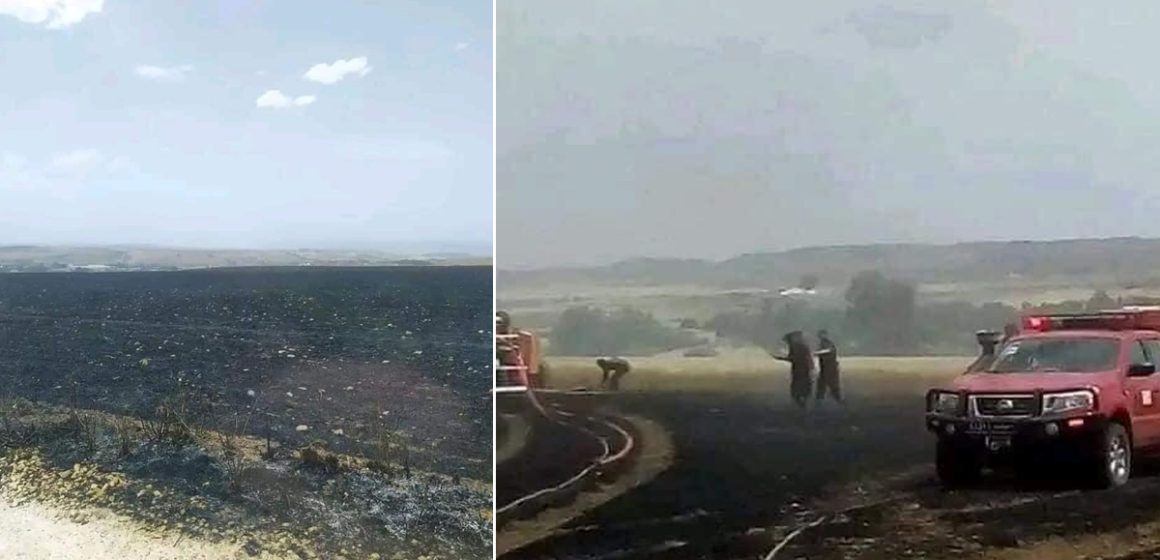 Tunisie : Un incendie ravage près de 50 hectares de céréales à Béja