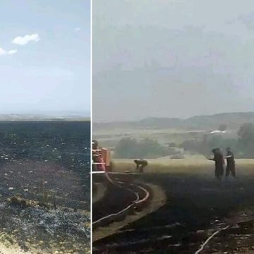 Tunisie : Un incendie ravage près de 50 hectares de céréales à Béja