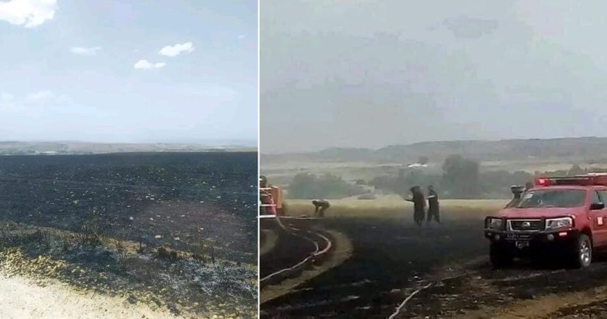Tunisie : Un incendie ravage près de 50 hectares de céréales à Béja