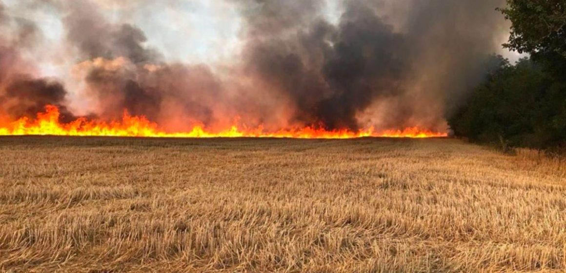 Tunisie : Huit hectares de blés ravagés par le feu dans une ferme à Béja