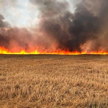 Tunisie : Huit hectares de blés ravagés par le feu dans une ferme à Béja