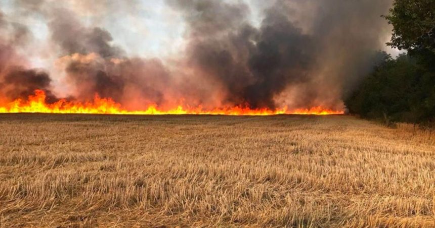 Tunisie : Huit hectares de blés ravagés par le feu dans une ferme à Béja