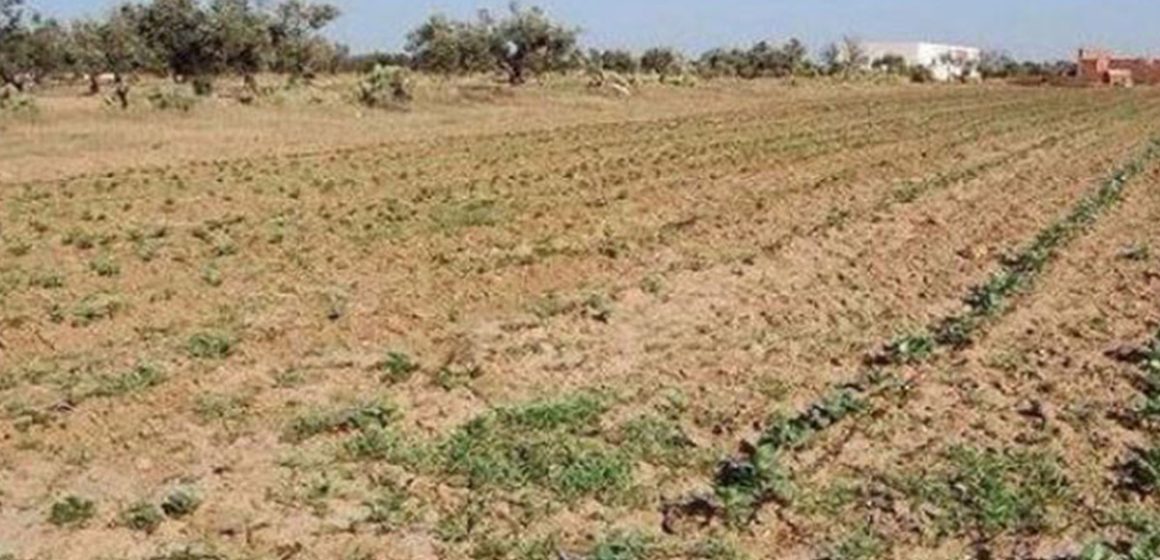 Tunisie – Bizerte : Restitution du terrain domanial agricole «Borj Dhab 4»