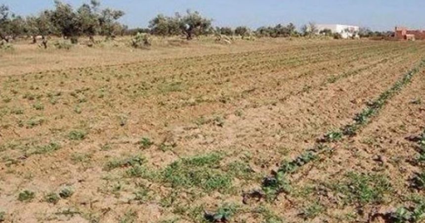 Tunisie – Bizerte : Restitution du terrain domanial agricole «Borj Dhab 4»