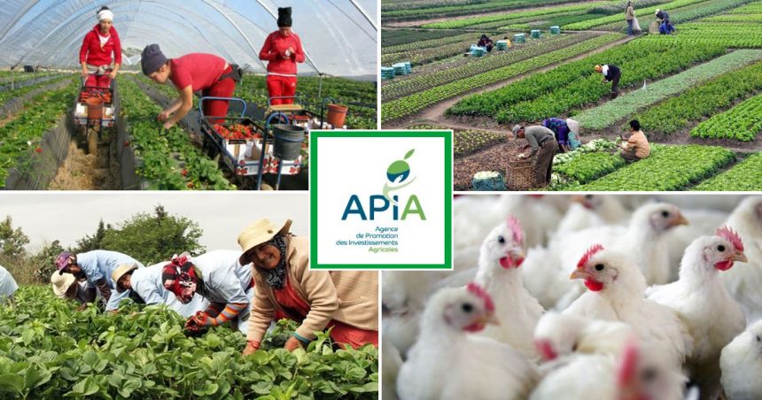 Tunisie : les investissements agricoles approuvés en hausse de 39,3 % à fin juin 2022