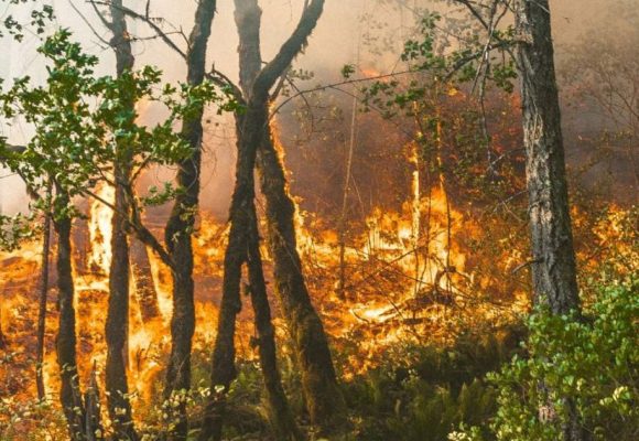 Forfire AI l Système tuniso-italien de détection des feux de forêt