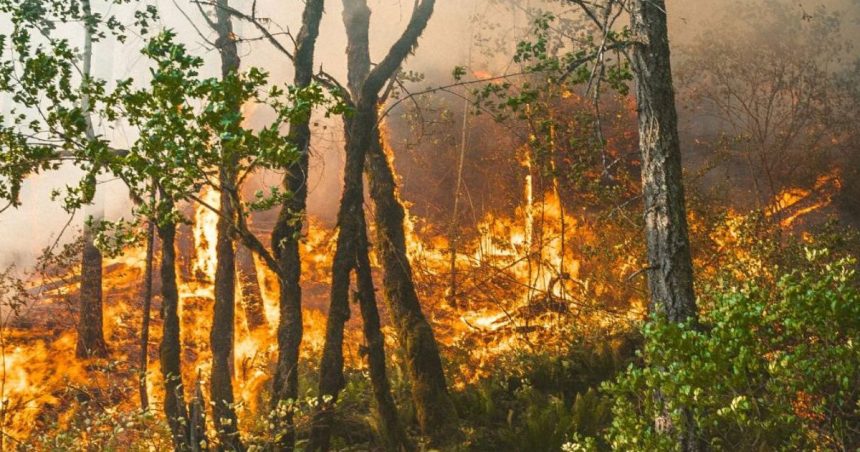 Tunisie : Arrestation d’un individu soupçonné d’avoir envisagé d’incendier les forêts d’Aïn Draham