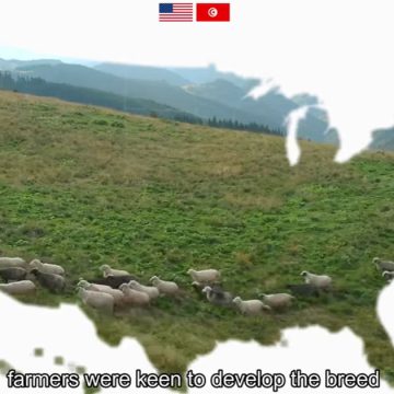 Petite histoire du mouton berbère tunisien «émigré» aux Etats-Unis (vidéo)