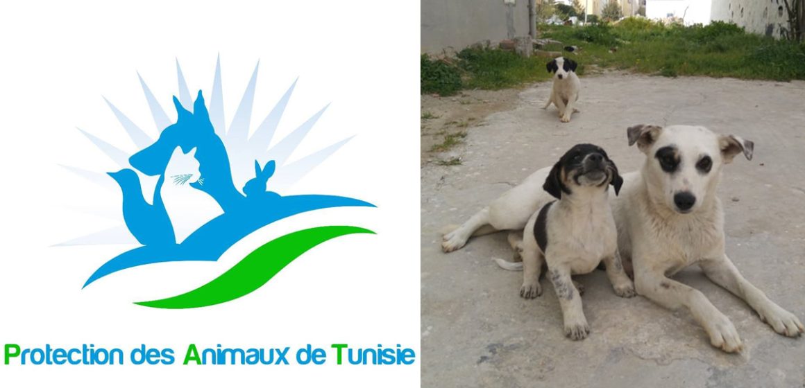 Abattage des chiens errants : L’Association de protection des animaux dénonce et adresse un message au gouverneur de Tunis