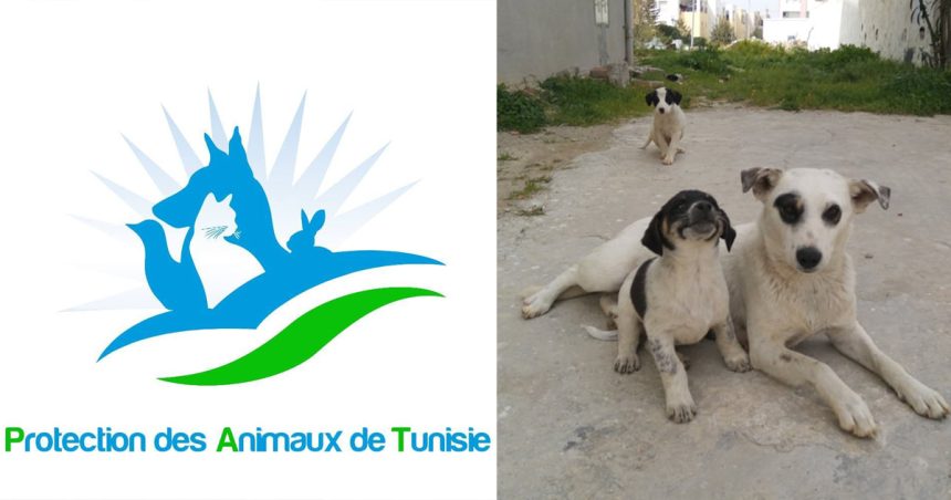Abattage des chiens errants : L’Association de protection des animaux dénonce et adresse un message au gouverneur de Tunis