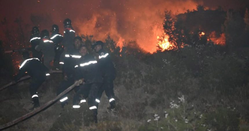 Tunisie : 3.000 ha de forêt incendiés du 1er juin au 26 juillet 