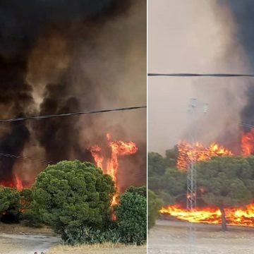 Tunisie : Onze incendies de forêt enregistrés les 25 et 26 juillet (Photos)