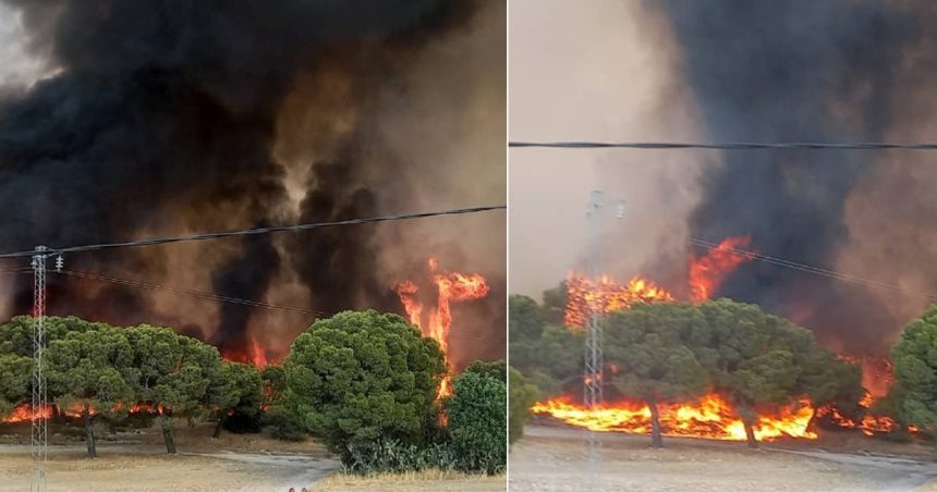 Tunisie : Onze incendies de forêt enregistrés les 25 et 26 juillet (Photos)