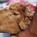Aïd Al-Adha : Le prix de vente des moutons fixé