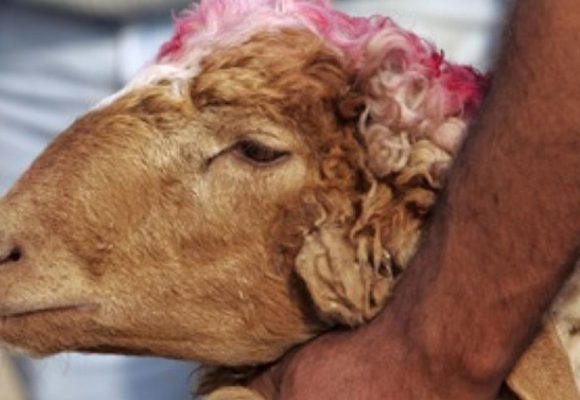 Aïd Al-Adha : Le prix de vente des moutons fixé