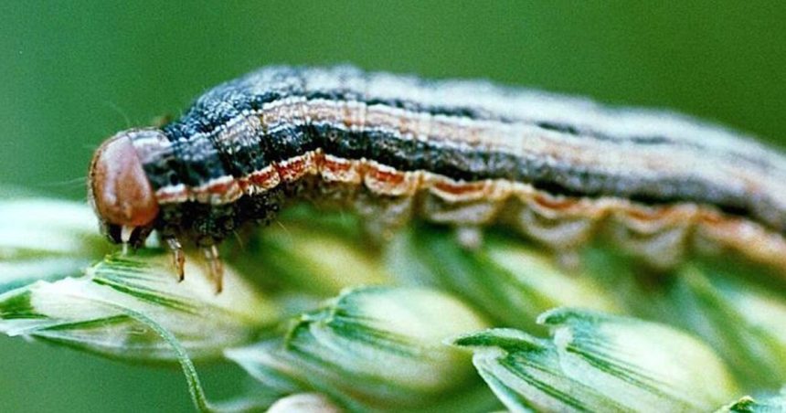Agriculture : renforcement de la lutte contre la chenille légionnaire au Maghreb