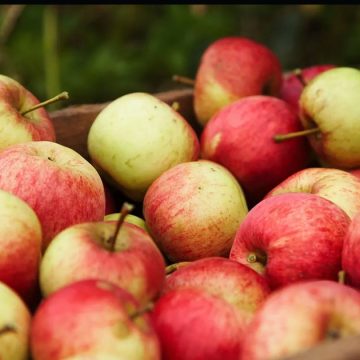 Tunisie : la production de pomme baisse de moitié