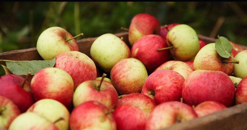 Tunisie : la production de pomme baisse de moitié