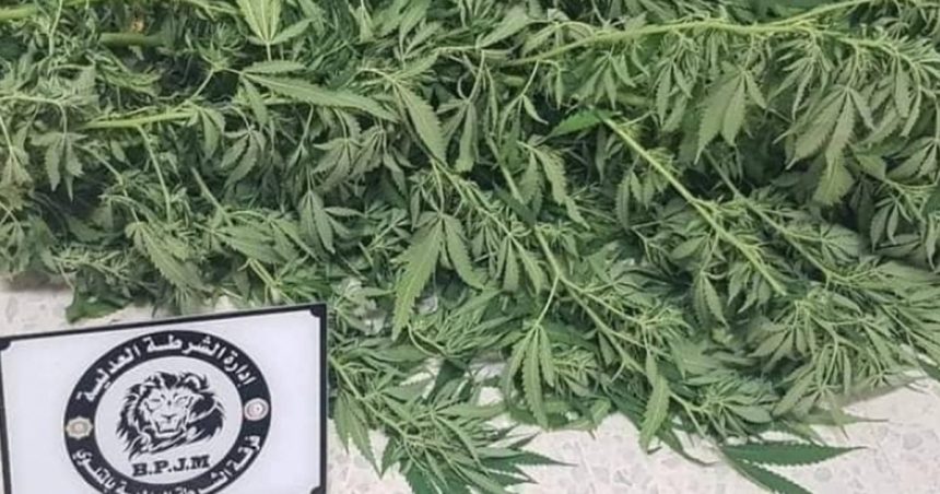 Tunisie – Métlaoui : Arrestation de deux frères accusés de cultiver du cannabis