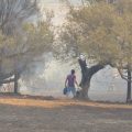 Tunisie : Les incendies à Jendouba maîtrisés à 80%