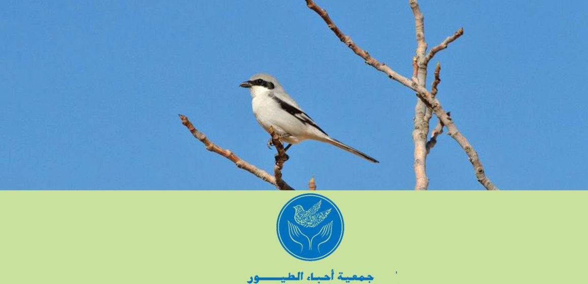 Tunisie : la protection des oiseaux des fils électriques