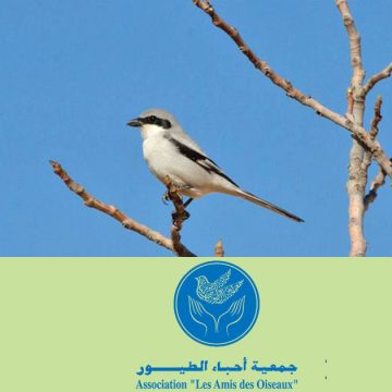 Tunisie : la protection des oiseaux des fils électriques