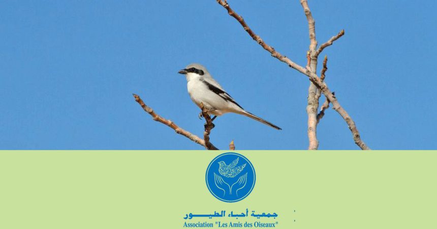 Tunisie : la protection des oiseaux des fils électriques