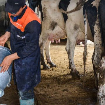 Tunisie : la filière lait et viande victime des politiques agricoles  
