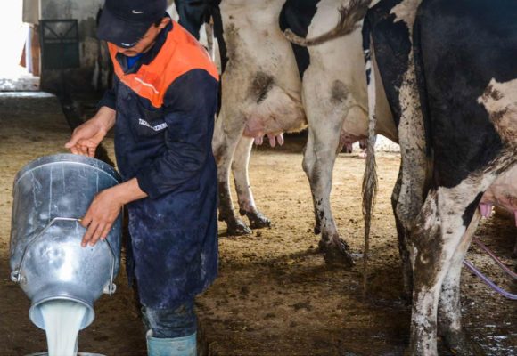 Tunisie : la filière lait et viande victime des politiques agricoles  